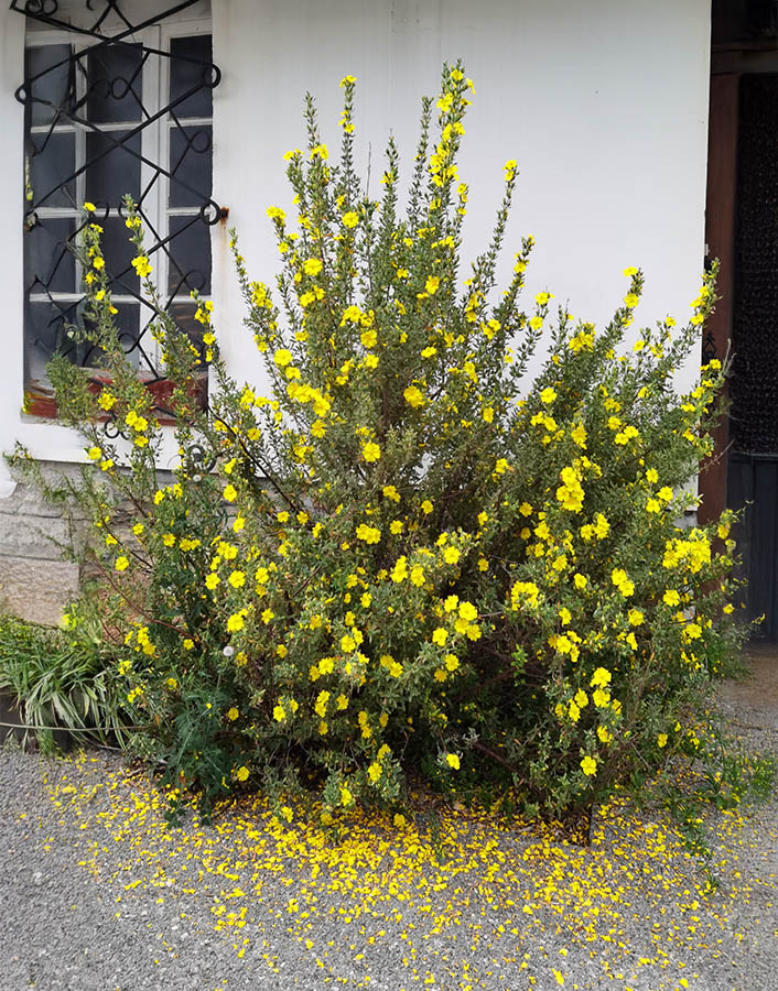 Halimium halimifolius en fleurs dans les garrigues du Béarn